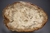 Polished Triassic Petrified Wood Table - Madagascar #352270-1